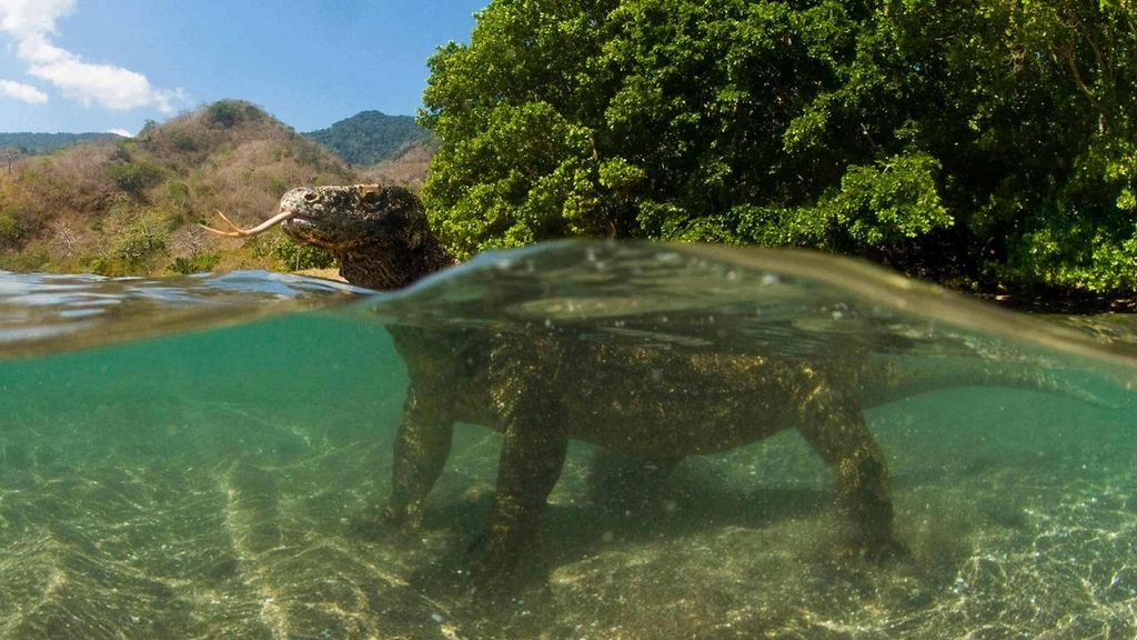 Komodo Island