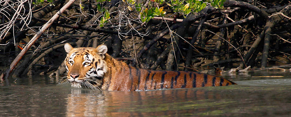 Sundarbans