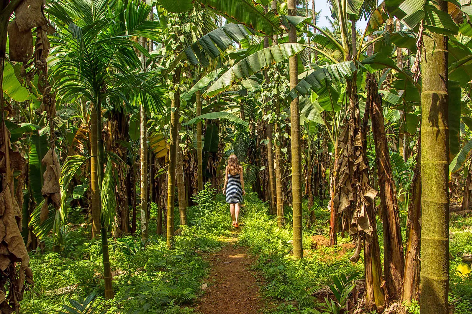 Spice Plantations