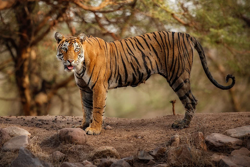 Nagarjunsagar-Srisailam Tiger Reserve