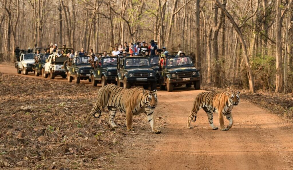 Tadoba Andhari Tiger Reserve