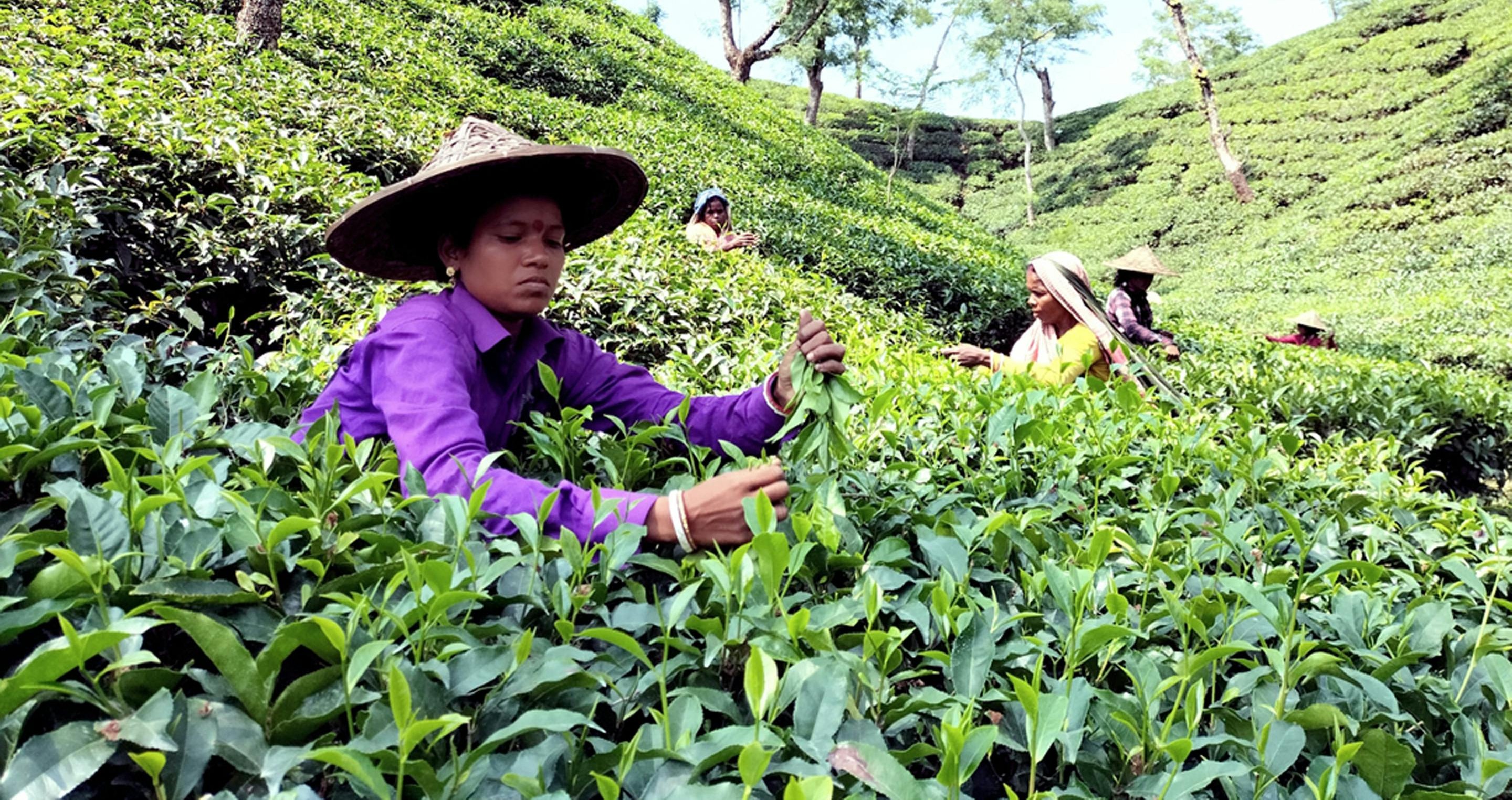 Assam